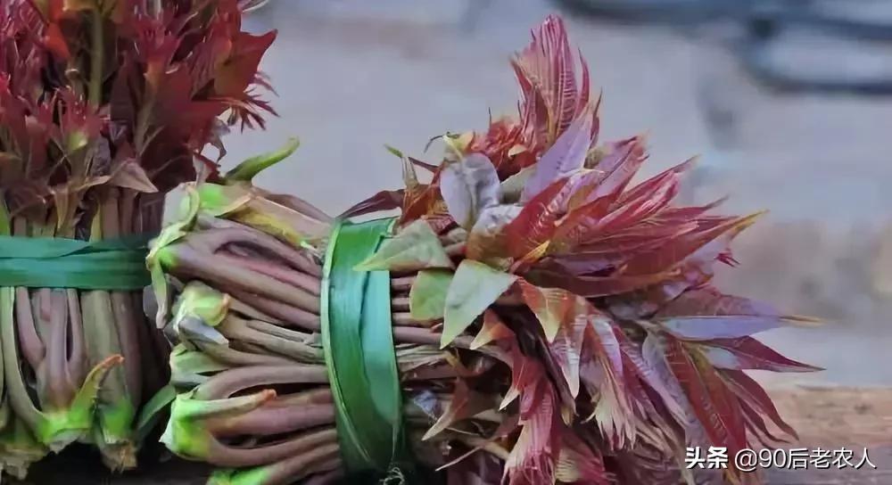 比较适合在农村创业的项目有哪些,在农村创业哪些项目最适合做