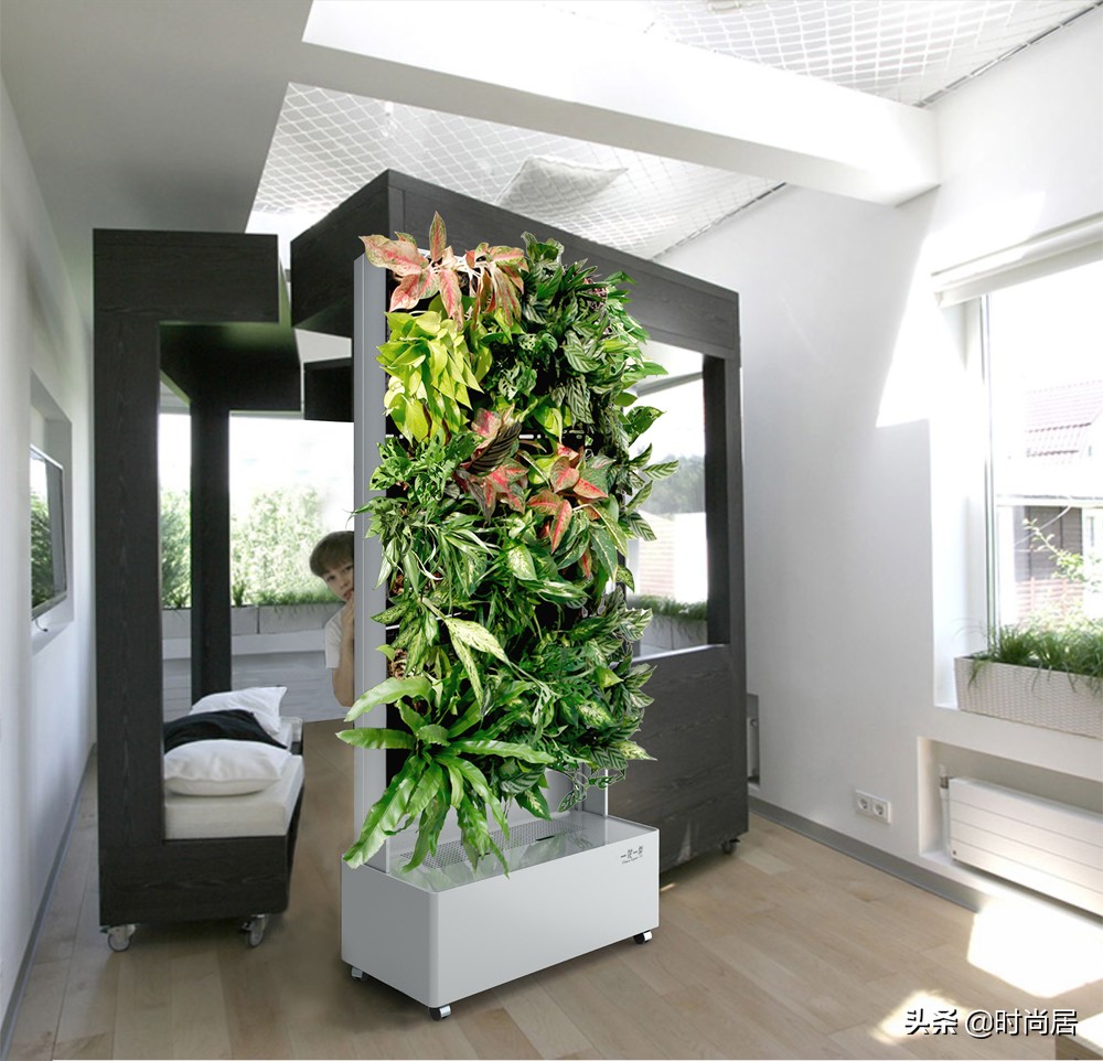 如何营造一个热带雨林花园,室内花园改造房间