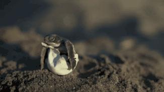 海象为何集体跳下悬崖全过程,海象集体坠崖有改善吗