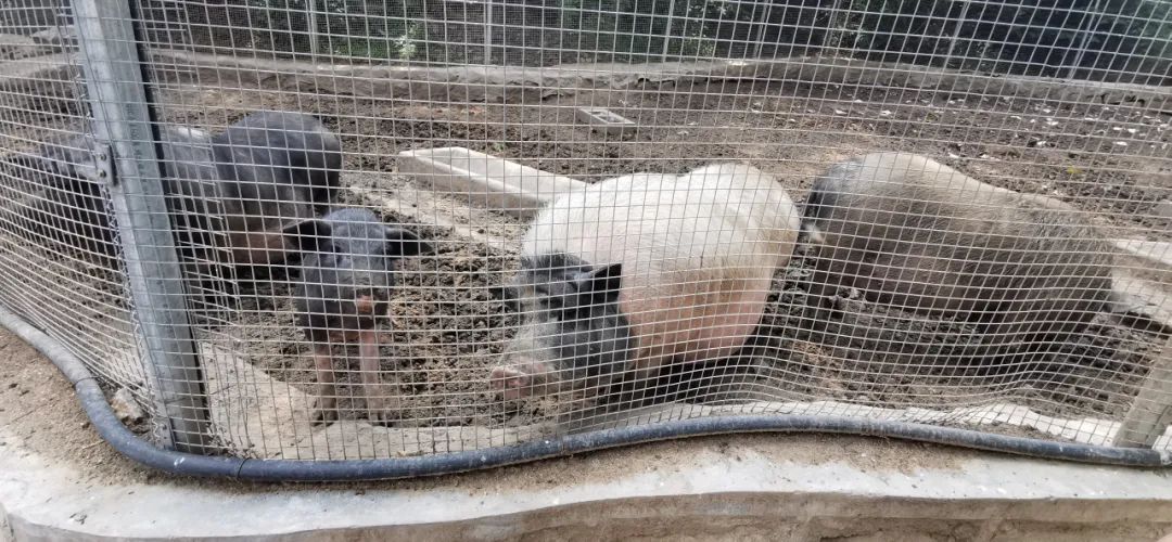 济南适合遛娃的免费去处,济南冬季遛娃免费攻略