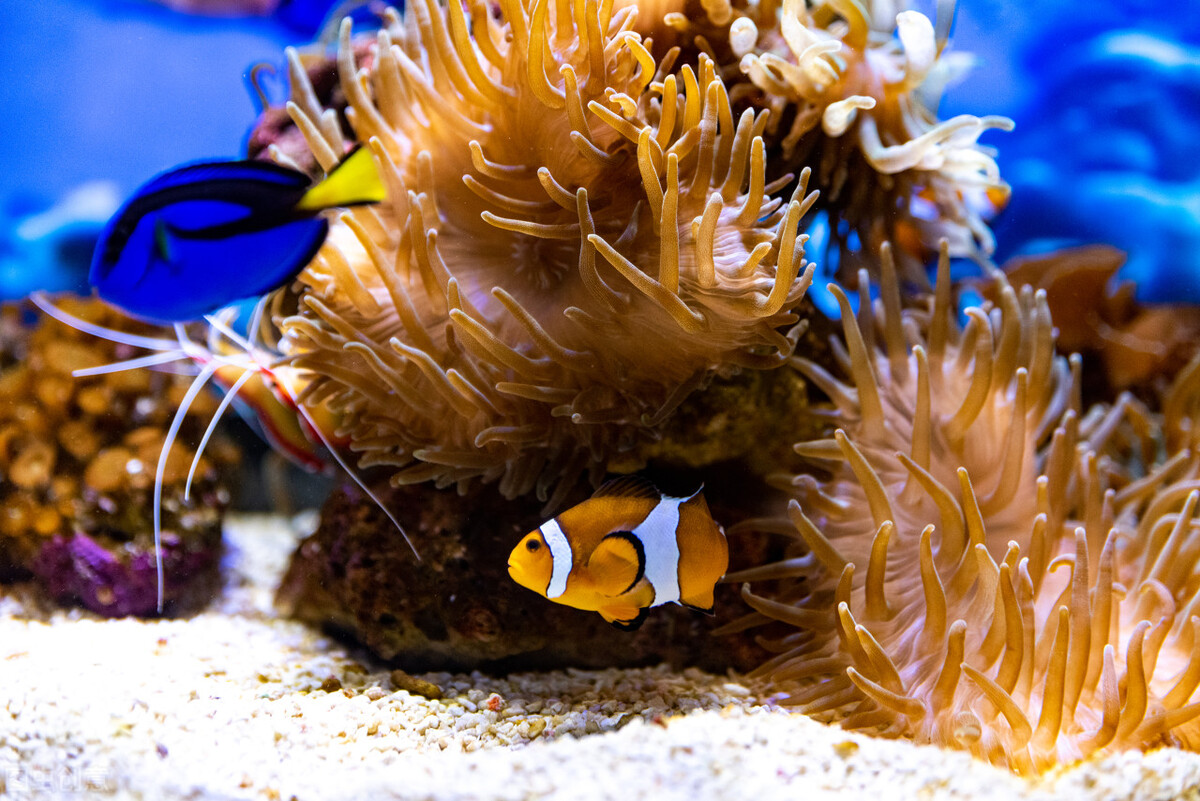 玩海水缸费钱吗,如何正确的调配海水海缸