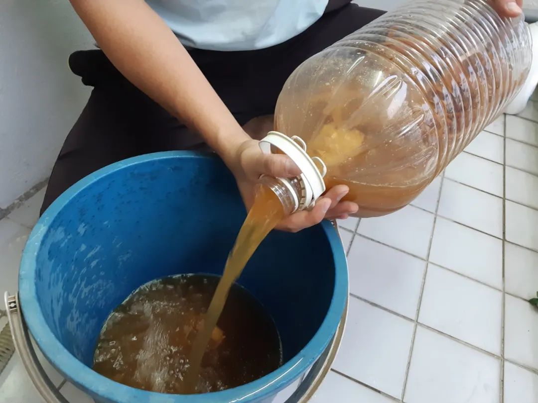 每天剩饭制作酵素肥料,酵素堆肥烂菜叶子制作全过程