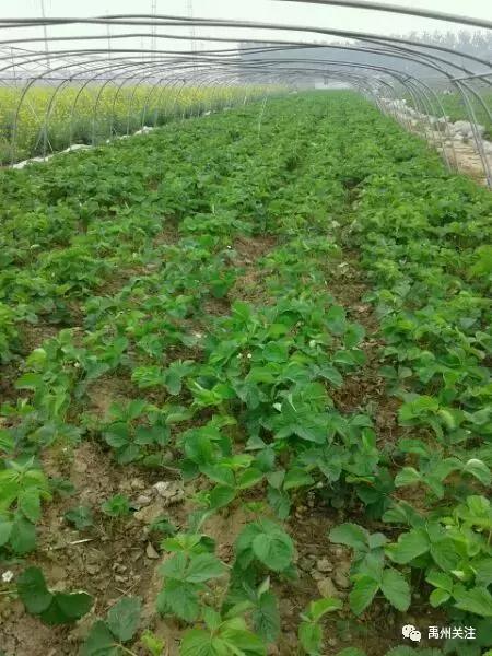 禹州清明踏青旅游攻略,禹州春游爬山的好地方