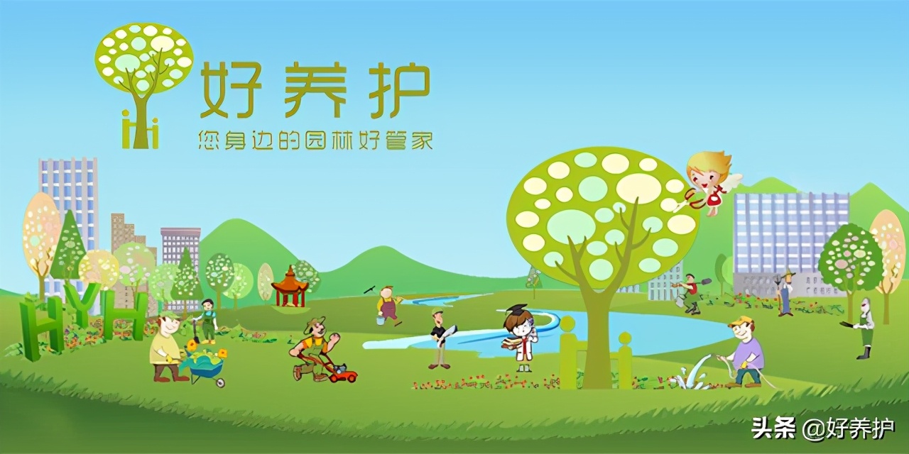 多肉植物陡长怎么办？三招搞定