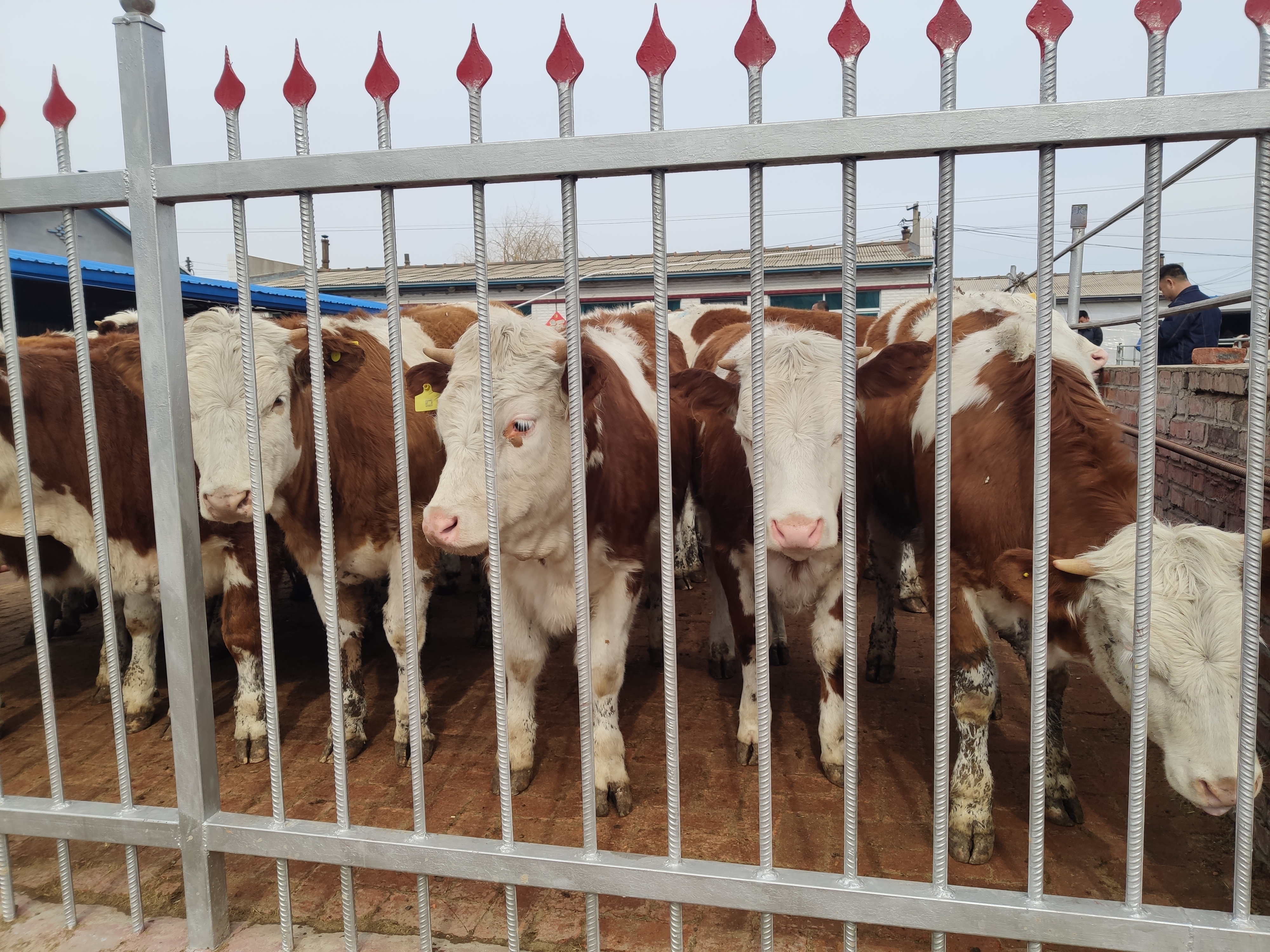 养牛新手怎么养牛,养牛人30年的养牛经验必学