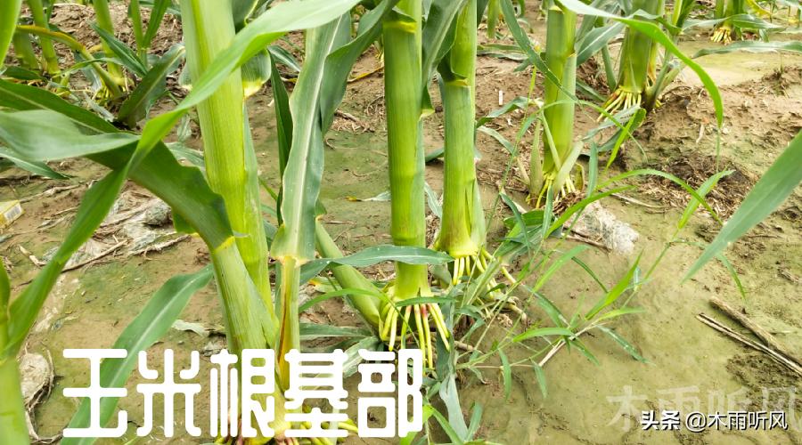玉米长芽子了怎么处理,玉米长分枝是什么原因