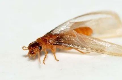 大水蚁进屋能活多久,大水蚁入侵房子