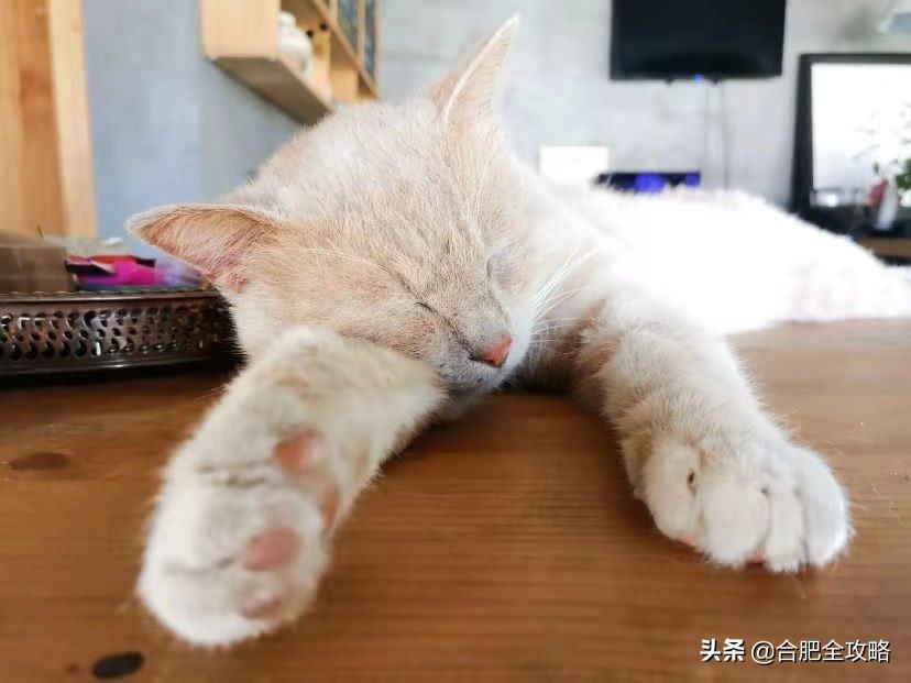 合肥有哪些好玩的地方值得一去,合肥最值得旅游的地方