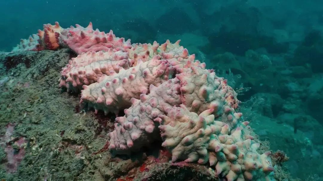 厦门不止鼓浪屿,厦门不止有海还有茉莉花