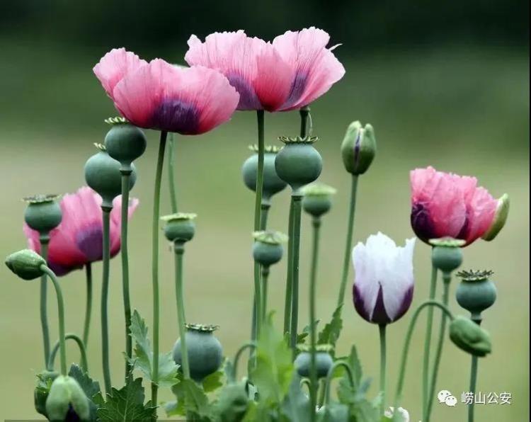 非法种植栗树多少株以上被抓,非法种植栗树2000株以上构成犯罪