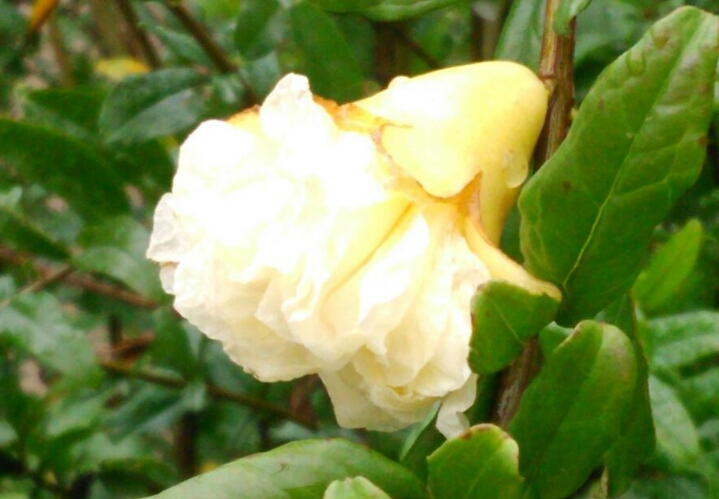 盆栽石榴树什么品种是甜的,石榴树带果实能用水培繁殖