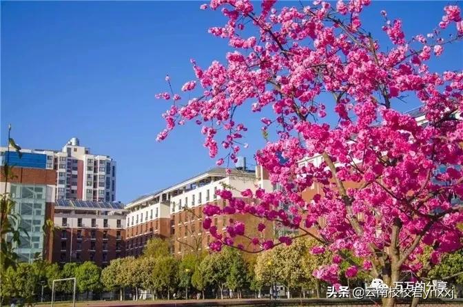 西点培训学校云南,云南西点文化学校收费标准