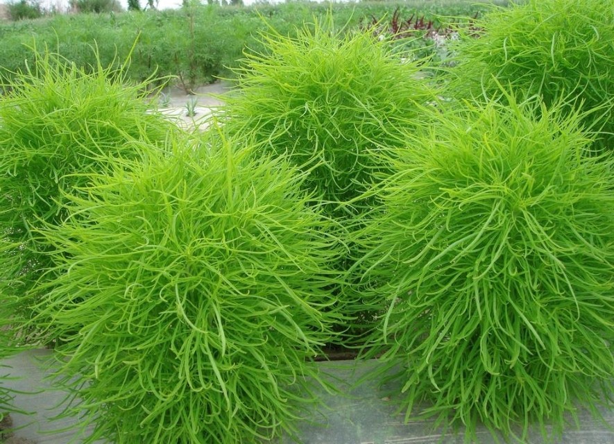 《本草精荟》：祛湿止痒：地肤子的功效与应用