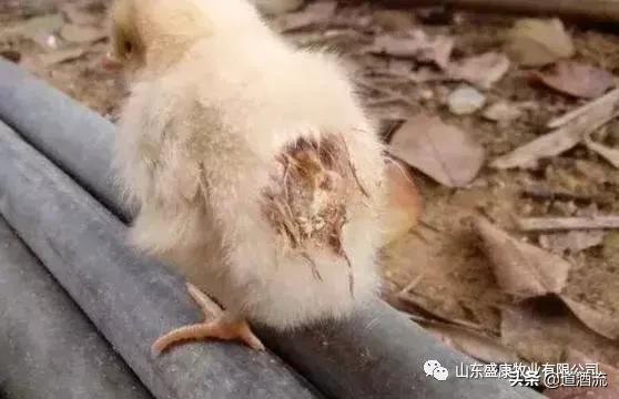 鸡咳嗽哮喘拉白痢用什么药治疗,鸡白痢怎么治疗才能彻底根治