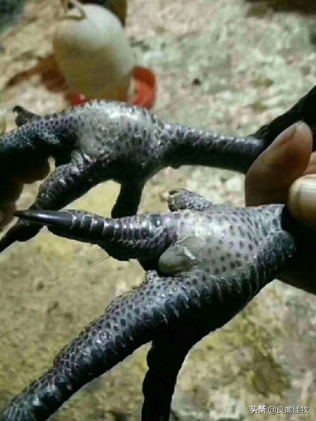 鸡子瘫痪怎么治疗,小鸡得了滑液囊支原体会死吗