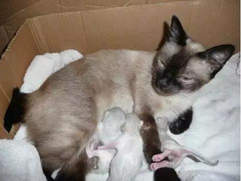 怎么判断猫咪怀孕了还是假孕,怎样判断猫咪是否怀孕初期症状