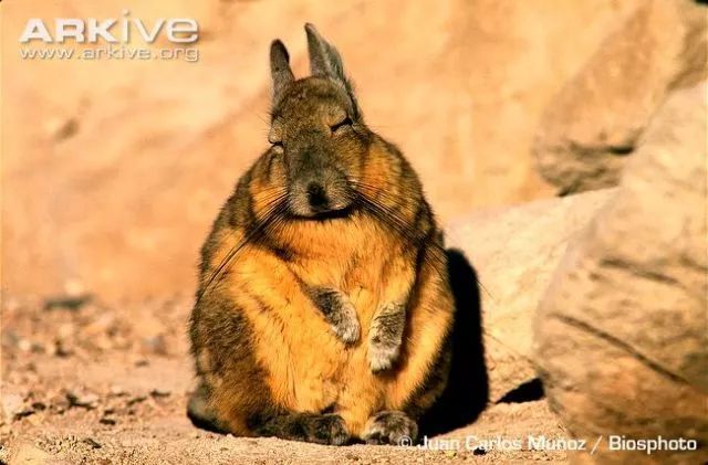 野外的龙猫长什么样子,野外的龙猫生活在哪里