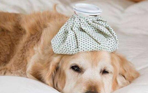 金毛咳嗽流鼻涕吃什么药,金毛幼犬流鼻涕怎么回事