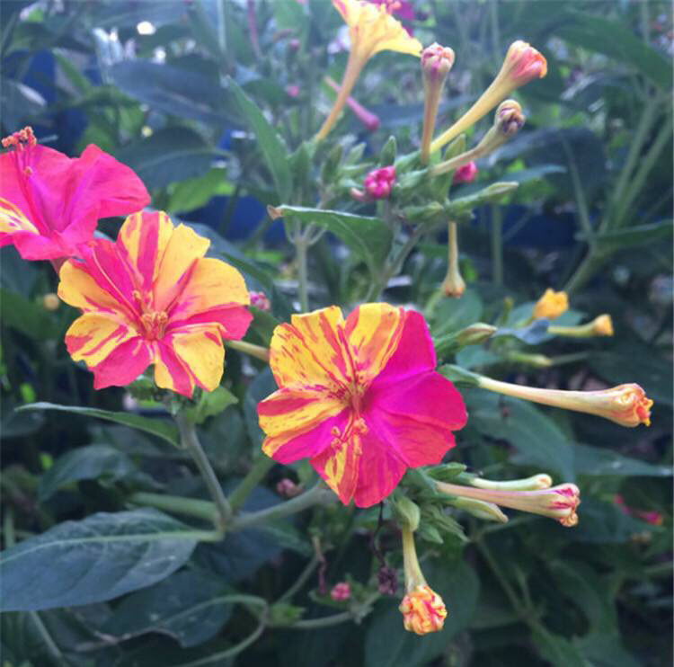 紫茉莉花的生长过程图,紫茉莉花哪个季节最适宜栽培