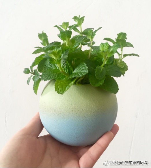 薄荷的9大顶级妙用,夏季薄荷的养殖方法