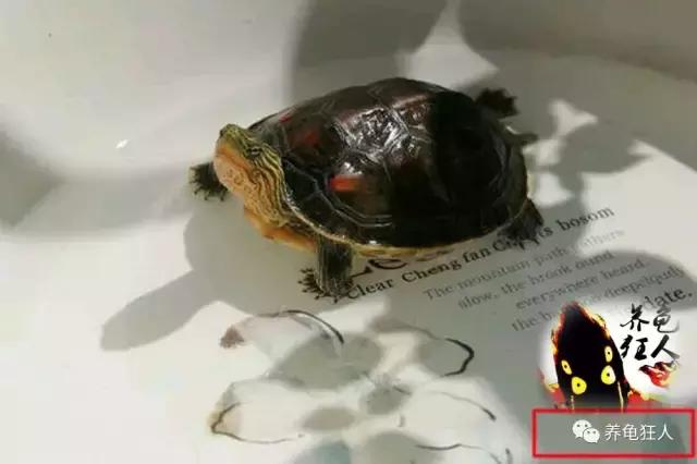 中华花龟和台湾花龟有什么区别,斑纹草龟和普通草龟的区别