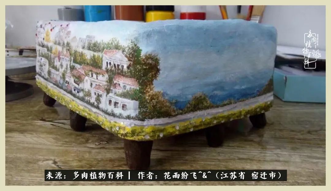 我家老臧：从反对到爱屋及乌的多肉守护人