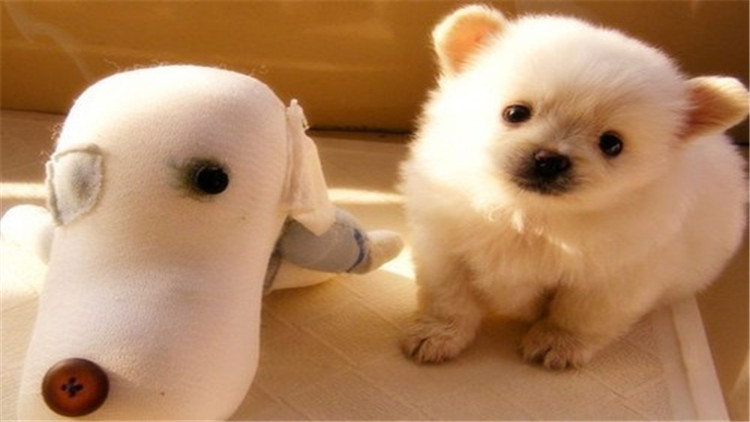 母大犬发情该怎么办,母小型犬发情爬跨如何缓解