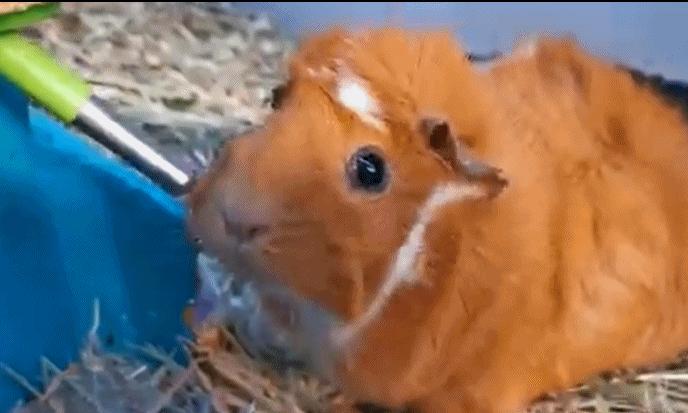 一群母豚鼠混入一只公豚鼠后：生几十只鼠崽，铲屎官年入几十万