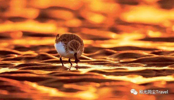 盐城世界第一大湿地,盐城黄海湿地世界遗产