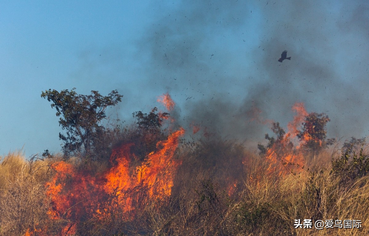 观鸟大年,观鸟作品100幅