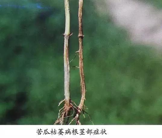 瓜类病害治疗药,瓜类主要病害有哪五条