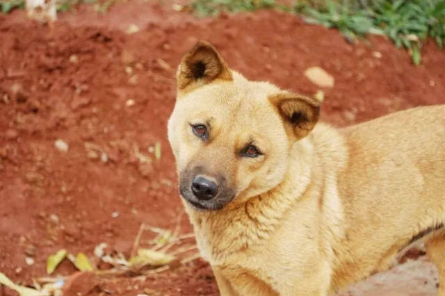 狗狗口吐鲜血,到医院检查才知道是这种病,医生说没救了,可主人