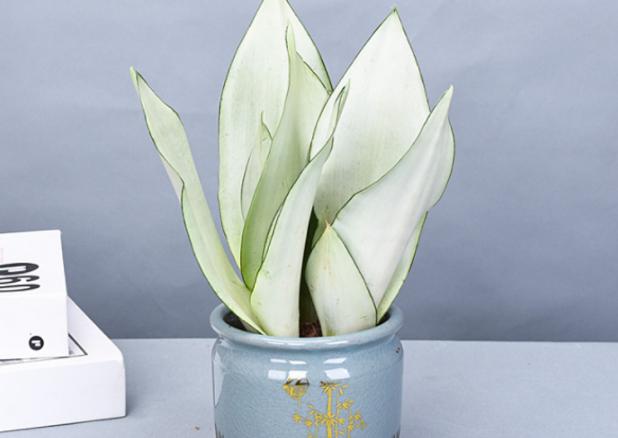 虎皮兰养着养着就蔫了是怎么回事,虎皮兰叶片发软怎么补救