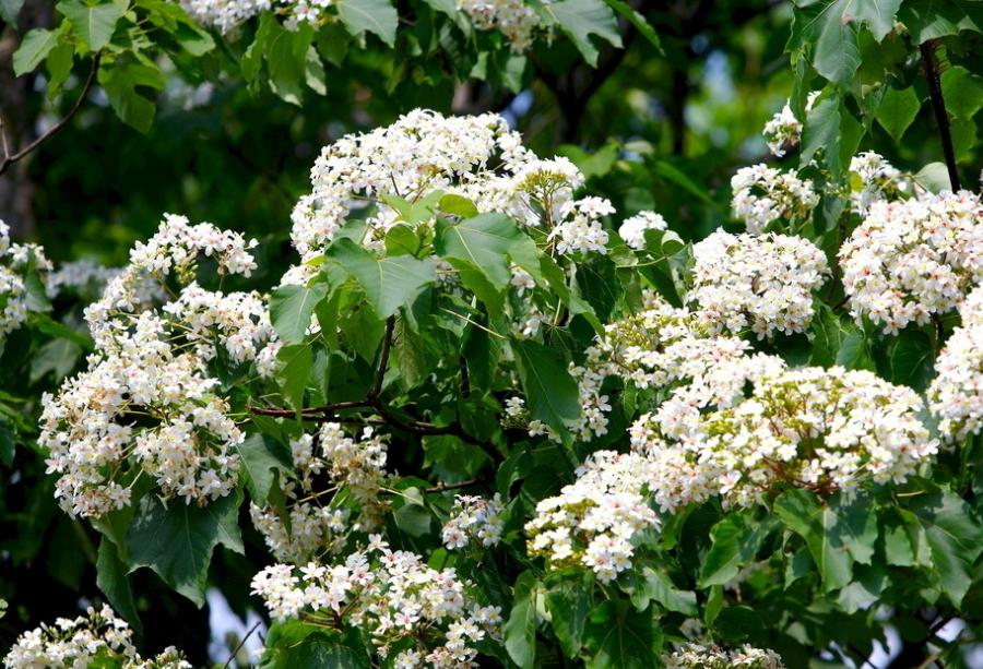 千棵棕万棵桐好不好,千棵棕万棵桐的寓意