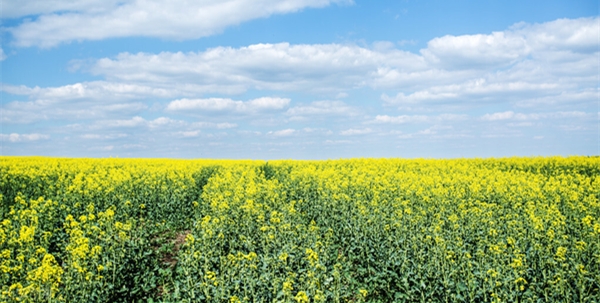 如何正确看待转基因技术和产品？谈“转”色变不应该