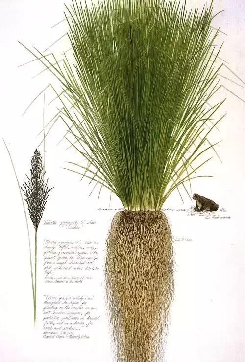 香奈儿珍藏系列梧桐影木,香奈儿梧桐影木留香时间