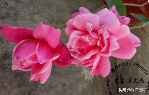 中国月季红色浓香,13种中国红月季让你美个爆