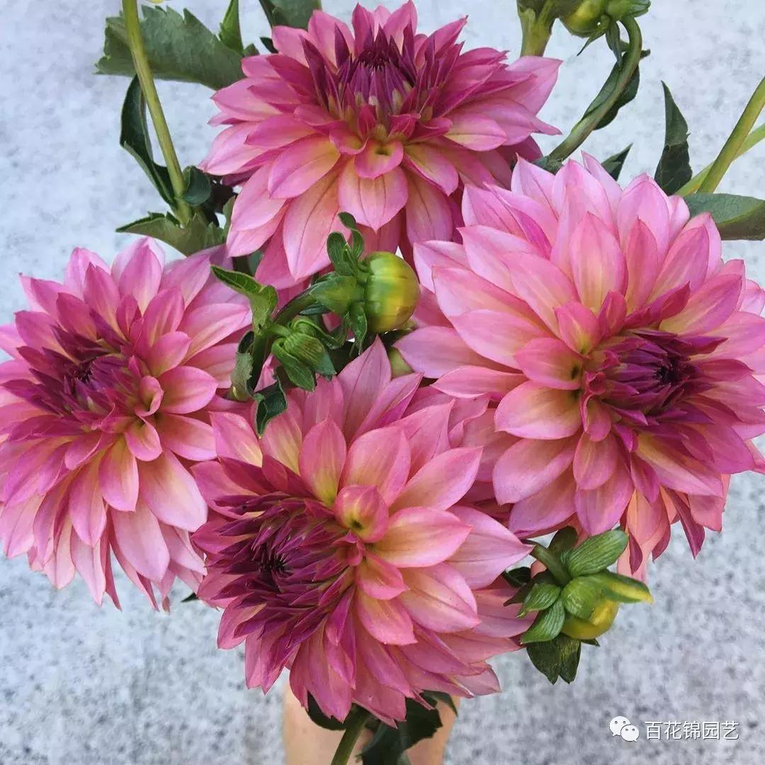 小丽花怎么盆栽,小丽花春季花期烂根怎么办