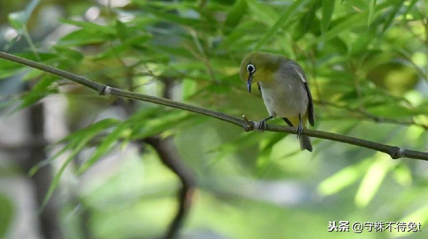 DG不懂的筷子，我们要懂，3000年前便出现，这才是中国筷子