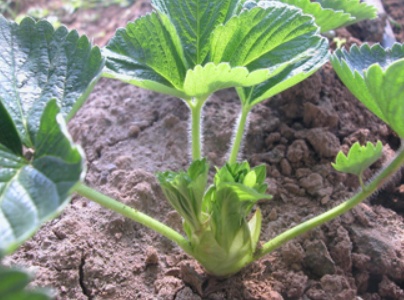 怎么种草莓,怎么种草莓在皮肤上留得久