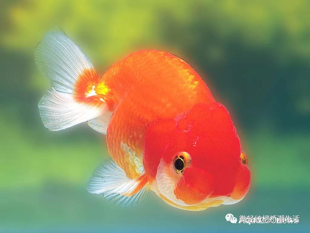 光影魔术手图片变清晰,光影魔术手美化人像