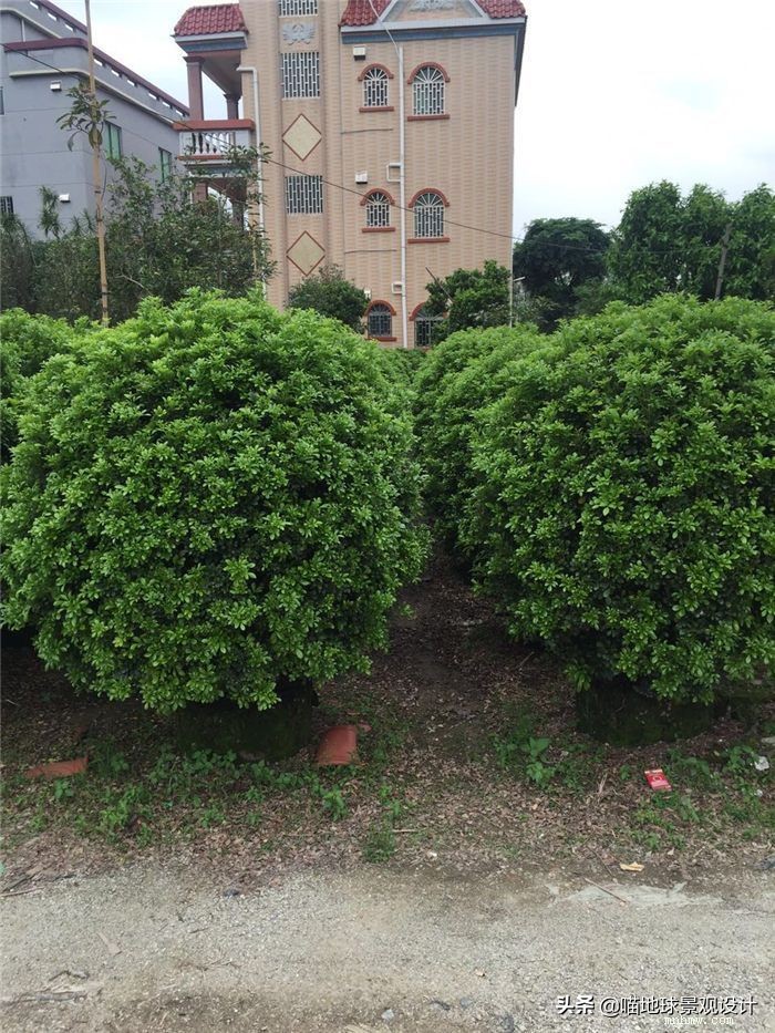 常见的灌木植物100种图片大全,灌木植物种类及图片