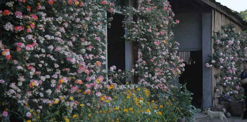 李子柒的院子都种的啥,李子柒推荐的三种花