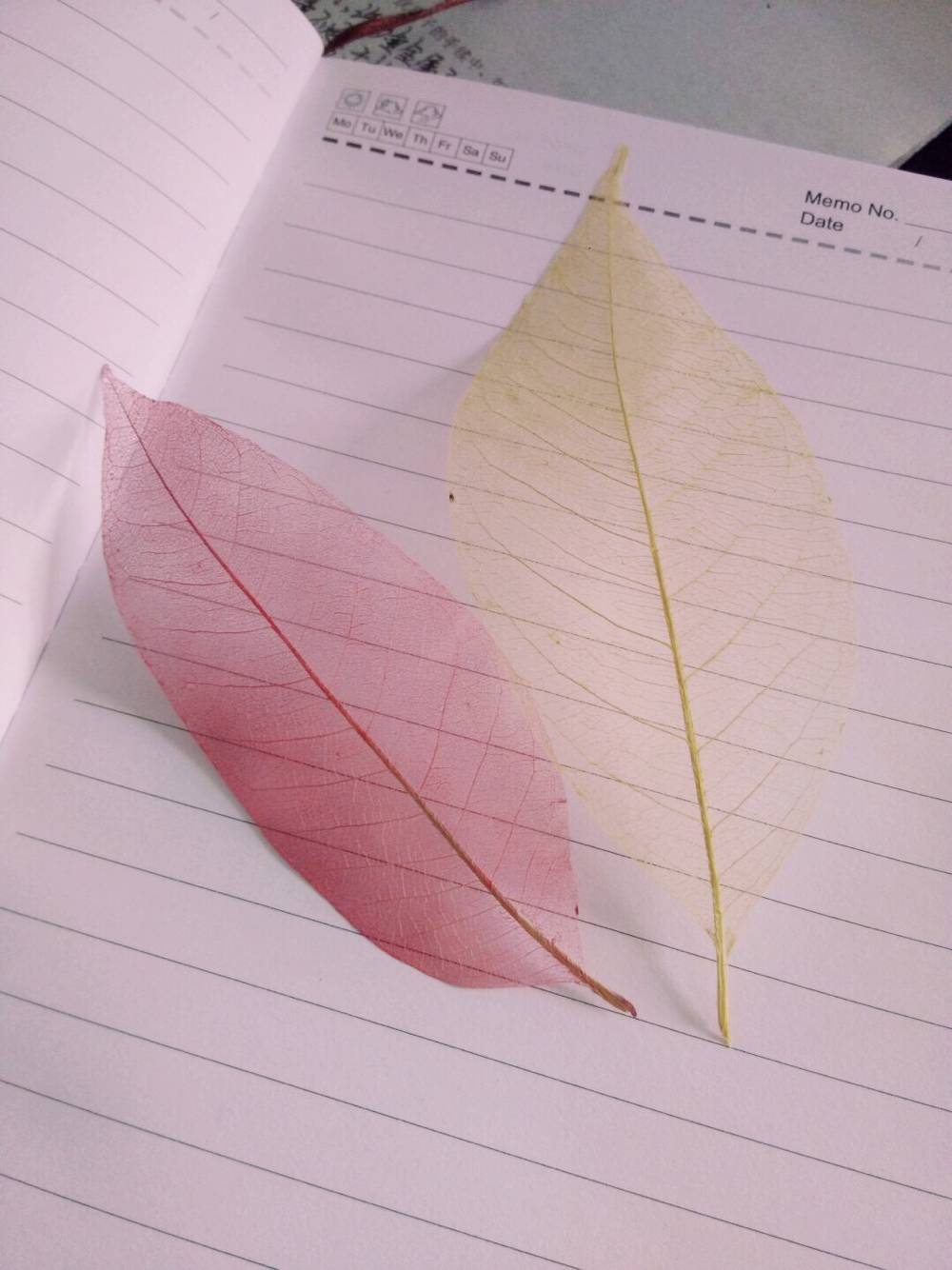 幼儿书签夏天树叶书签,捡一片树叶做书签不要叶脉书签