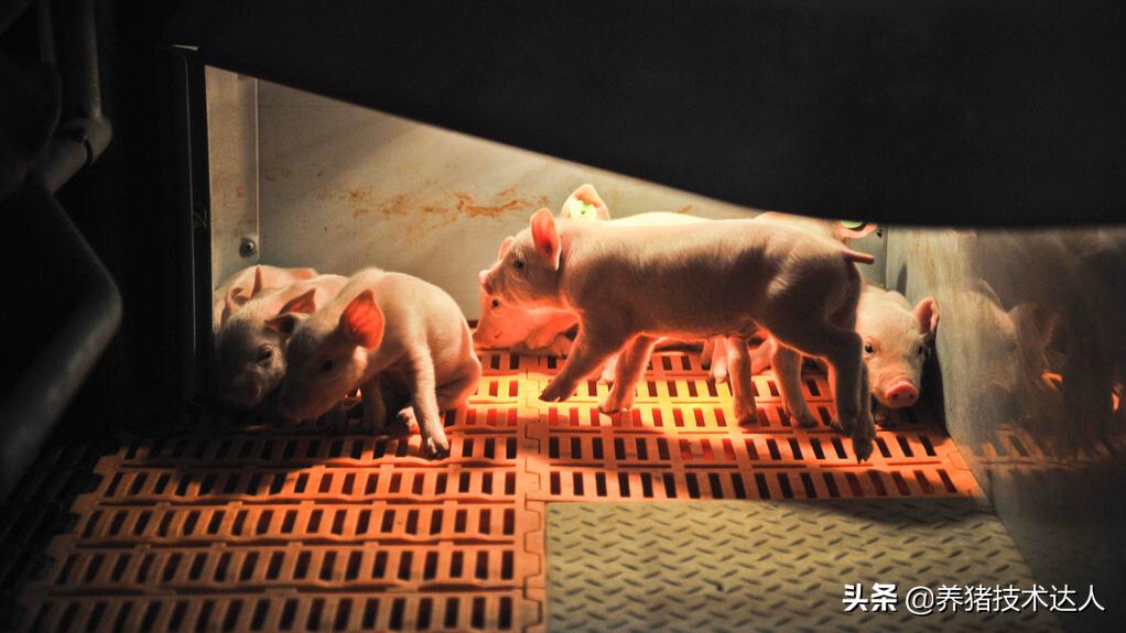 猪热应激的防治方法,猪热应激怎么办