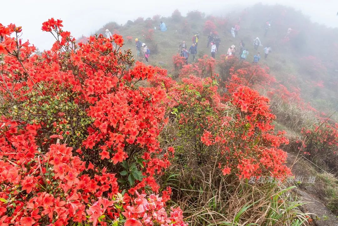 走最远的路,航拍广东最壮美的野生杜鹃花海
