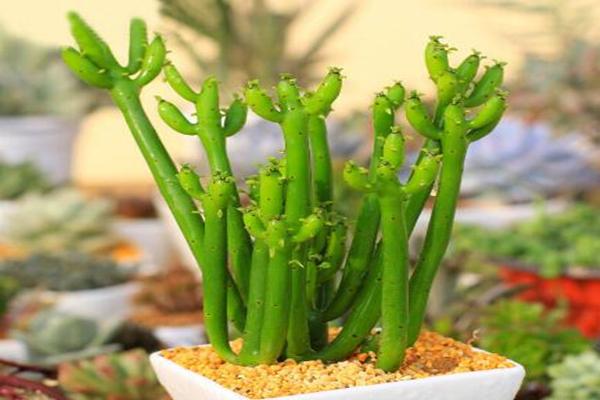 家里养花避开几种毒花,家庭养花需要知道的10大剧毒植物