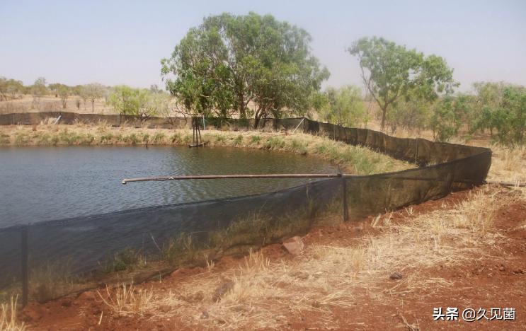 甘蔗蟾蜍入侵澳洲,澳大利亚新入侵物种海蟾蜍