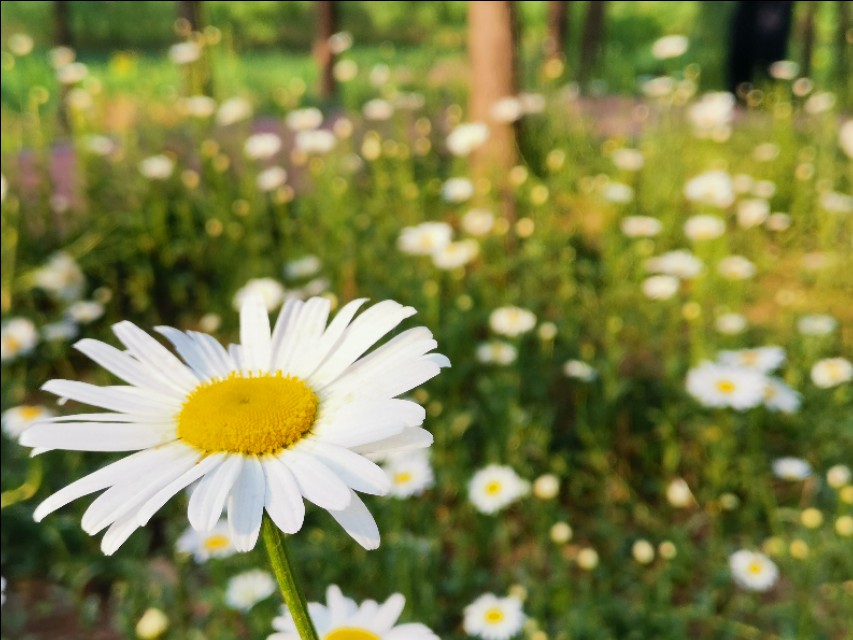 山东莒县重点发展,莒县近五年发展变化