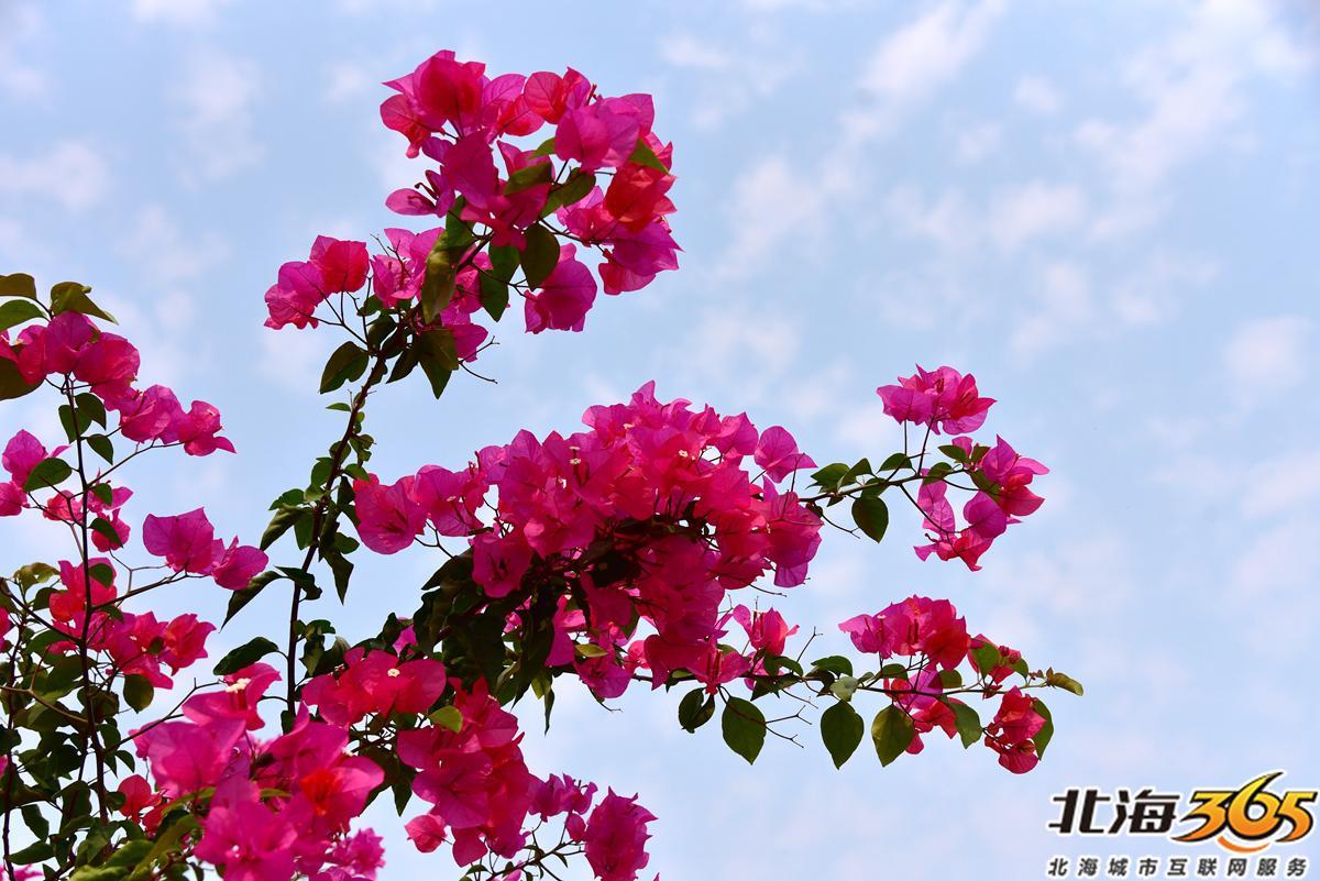 「多图」春天来了!北海街头的三角梅、黄花风铃开得好艳